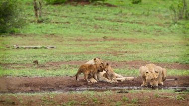 Güney Afrika 'daki Kruger Ulusal Parkı' ndaki su birikintisinde yavruları olan iki Afrikalı dişi aslan, Felidae 'deki Specie Panthera Leo ailesi.