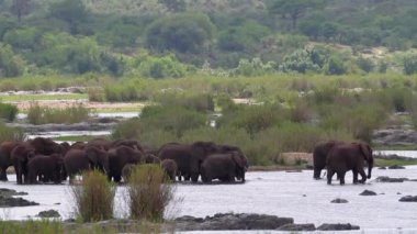 Afrika fili sürüsü Güney Afrika 'daki Kruger Ulusal Parkı' nda nehirde ilerlerken Specie Loxodonta africana fil familyası