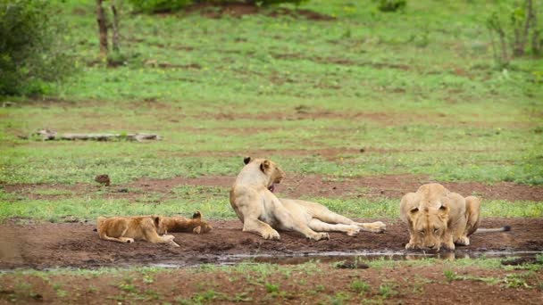 Dos Leonas Africanas Con Cachorros Abrevadero Parque Nacional Kruger Sudáfrica — Vídeo de stock