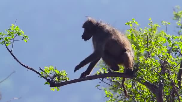 Calling Chacma Baboon Male Standing Branch Kruger National Park South — Stock Video