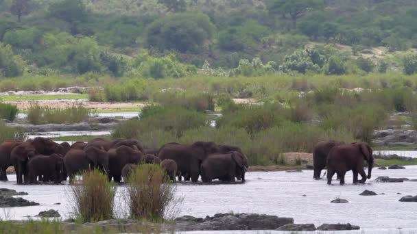 Manada Africana Elefantes Arbustos Que Mueve Río Parque Nacional Kruger — Vídeo de stock