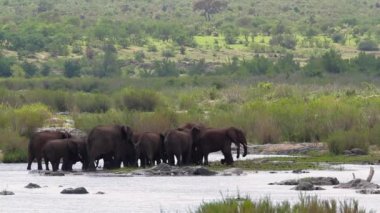 Afrika fili sürüsü Güney Afrika 'daki Kruger Ulusal Parkı' ndan nehri geçerken, Specie Loxodonta africana fil familyasından...