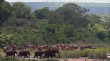 Güney Afrika 'daki Kruger Ulusal Parkı' nda nehir kenarında yürüyen Afrika fili sürüsü; Fil giller familyasından Specie Loxodonta africana