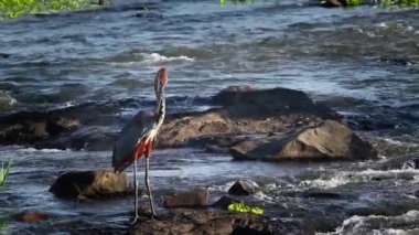 Güney Afrika 'daki Kruger Ulusal Parkı' nda sel baskınının ortasında duran Goliath balıkçıl; Ardeidae 'nin Tür Ardea Goliath ailesi