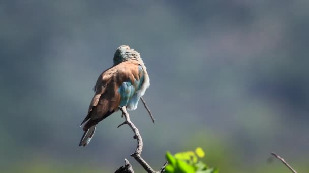 Europese Roller Neergestreken Wind Kruger National Park Zuid Afrika Soort — Stockvideo