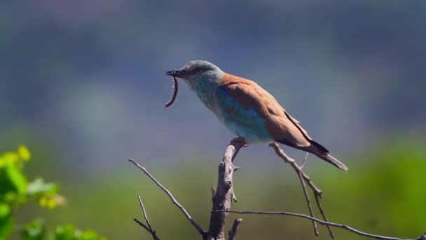 European Roller Eating Insect Prey Kruger National Park South Africa — Video Stock