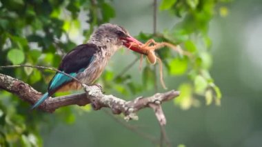 Güney Afrika 'daki Kruger Ulusal Parkı' nda dev bir örümcek yiyen kahverengi kapüşonlu Kingfisher; Alcedinidae familyasından Specie Halcyon albiventris