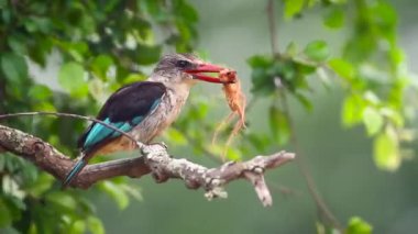 Güney Afrika 'daki Kruger Ulusal Parkı' nda dev bir örümcek yiyen kahverengi kapüşonlu Kingfisher; Alcedinidae familyasından Specie Halcyon albiventris
