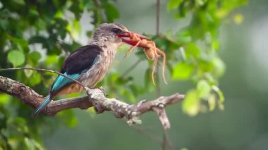 Güney Afrika 'daki Kruger Ulusal Parkı' nda dev bir örümcek yiyen kahverengi kapüşonlu Kingfisher; Alcedinidae familyasından Specie Halcyon albiventris