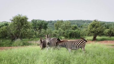 Güney Afrika 'daki Kruger Ulusal Parkı' nda yeşil savanada yemek yiyen üç sade zebra; Equidae ailesinden Specie Equus quagga burchellii