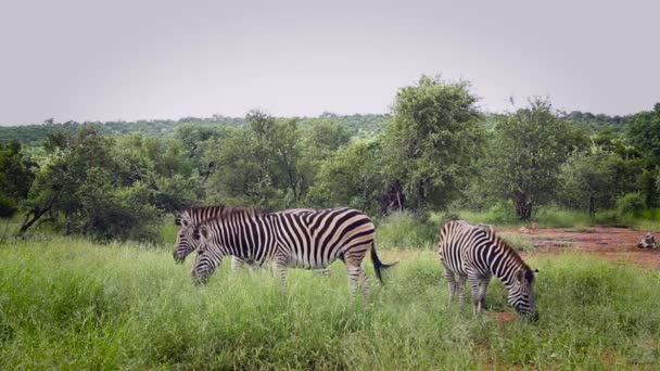 Τρεις Απλή Ζέβρα Τρώει Πράσινο Σαβάνα Στο Kruger National Park — Αρχείο Βίντεο