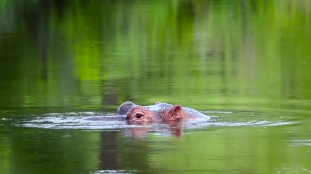 Ippopotamo Che Giù Nell Acqua Nel Parco Nazionale Kruger Sudafrica — Video Stock