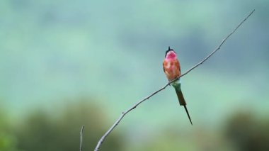 Güney Afrika 'daki Mapungubwe Ulusal Parkı' ndaki doğal arka planda izole bir dalda duran Güney Karmine Arı Yiyen; Meropidae ailesinden Specie Merops nubicoides