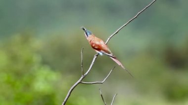 Güney Afrika 'daki Mapungubwe Ulusal Parkı' nda izole edilmiş bir böceği yiyen Güney Karmine Arı Yiyen; Meropidae ailesinden Specie Merops nubicoides