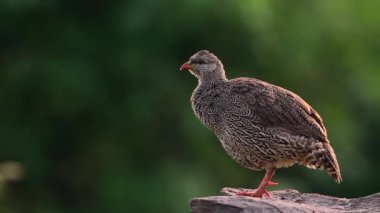 Güney Afrika 'daki Mapungubwe Ulusal Parkı' nda Natal Francolin tımar ve şarkı söyleme; Phasianidae familyasından Specie Pternistis natalensis