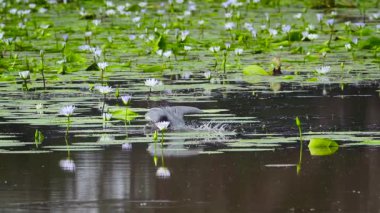 Güney Afrika 'daki Mapungubwe Ulusal Parkı' nda Nenuphar ile gölde balıkçılık yapan Goliath balıkçısı Ardeidae ailesinden Specie Ardea Goliath.