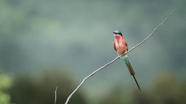 Southern Carmine Bee Evater Szétterülő Szárnyak Elszigetelt Természeti Háttérrel Mapungubwe — Stock videók