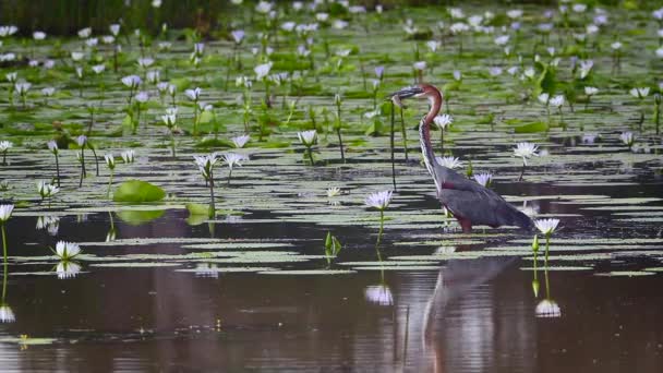 Голіаф Хірон Ловить Рибу Озері Nenuphar Mapungubwe National Park South — стокове відео