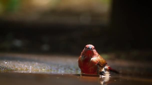 Jameson Firefinch Bañándose Pozo Agua Retroiluminación Parque Nacional Mapungubwe Sudáfrica — Vídeos de Stock
