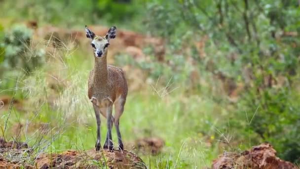 Klipspringer Femmina Piedi Termitaio Nel Vento Nel Parco Nazionale Mapungubwe — Video Stock