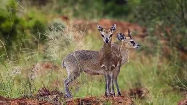 Klipspringer Par Står Termitkulle Vinden Mapungubwe Nationalpark Sydafrika Specie Oreotragus — Stockvideo