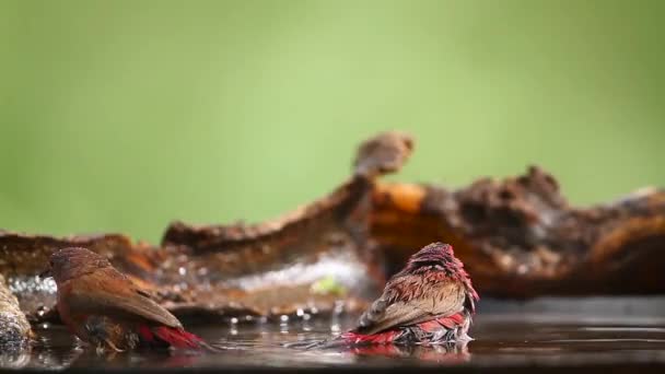 Dos Jameson Firefinch Bañándose Pozo Agua Retroiluminación Parque Nacional Mapungubwe — Vídeos de Stock