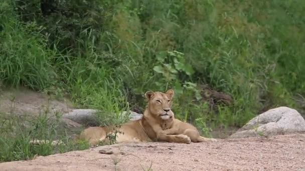 南アフリカのクルーガー国立公園でアフリカの雌ライオンの絆の赤ちゃん フェレイデスの種パンサレオ族 — ストック動画