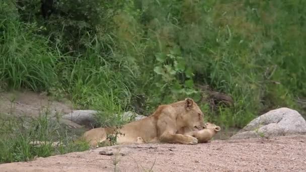 Afrykańska Lwica Wiążąca Młode Parku Narodowym Kruger Republika Południowej Afryki — Wideo stockowe