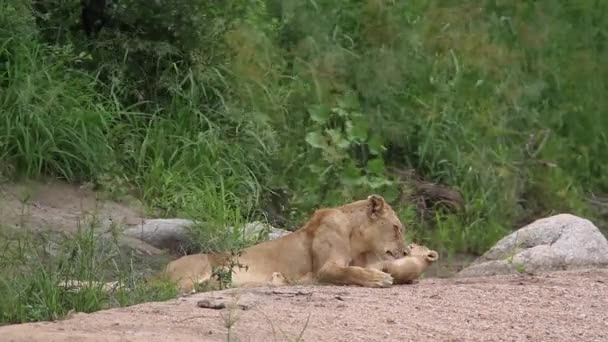 Louveteau Lionne Africaine Dans Parc National Kruger Afrique Sud Espèce — Video