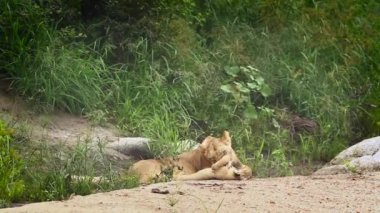 Güney Afrika Kruger Ulusal Parkı 'ndaki Afrikalı dişi aslan kaynaştırıcı; Felidae' deki Specie Panthera Leo ailesi