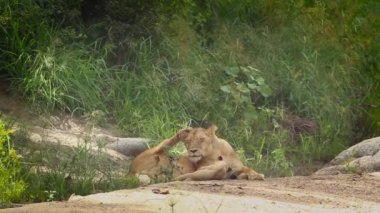Güney Afrika Kruger Ulusal Parkı 'ndaki Afrikalı dişi aslan kaynaştırıcı; Felidae' deki Specie Panthera Leo ailesi
