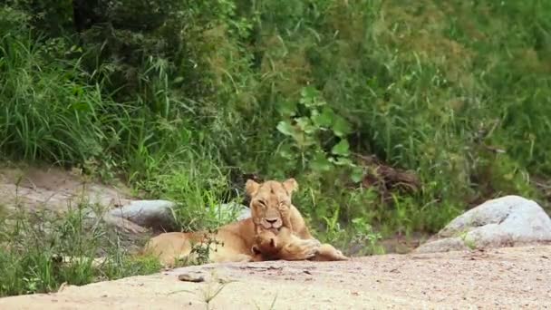 南アフリカのクルーガー国立公園でアフリカの雌ライオンの絆の赤ちゃん フェレイデスの種パンサレオ族 — ストック動画