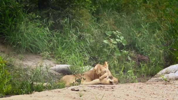 African Lioness Bonding Cub Kruger National Park South Africa Specie — Stock Video