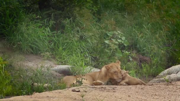 African Lioness Bonding Cub Kruger National Park South Africa Specie — Stock Video