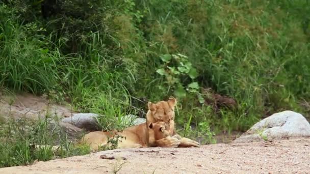 Afrikanska Lejoninnan Bindning Unge Kruger National Park Sydafrika Art Panthera — Stockvideo