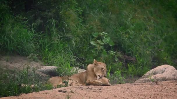 Cachorro Enlace Leona Africana Parque Nacional Kruger Sudáfrica Especie Panthera — Vídeos de Stock