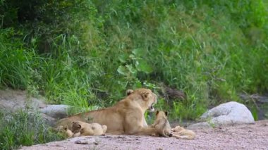 Güney Afrika Kruger Ulusal Parkı 'ndaki Afrikalı dişi aslan kaynaştırıcı; Felidae' deki Specie Panthera Leo ailesi