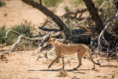 Güney Afrika 'daki Kgalagari sınır ötesi parkında yürüyen çita; Felidae familyasından Specie Acinonyx jubatus