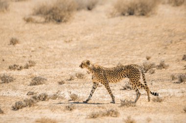 Güney Afrika 'daki Kgalagari sınır ötesi parkında yürüyen çita; Felidae familyasından Specie Acinonyx jubatus