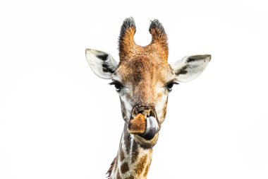 Zürafa portresi, Güney Afrika 'daki Kruger Ulusal Parkı' nda beyaz arka planda izole edilmiş; Giraffidae ailesinden Specie Giraffa camelopardalis