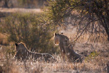 Güney Afrika 'daki Kruger Ulusal Parkı' nda yatan iki Afrika aslanı Felidae familyasından Specie Panthera Leo.
