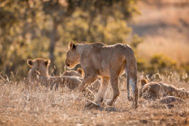 Güney Afrika 'daki Kruger Ulusal Parkı' nda, Felidae 'deki Specie Panthera Leo ailesinin arasında yürüyen genç bir Afrika aslanı.