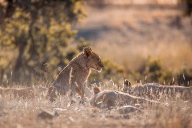 Güney Afrika 'daki Kruger Ulusal Parkı' nda gururla oturan genç Afrika aslanı Felidae ailesinden Specie Panthera leo