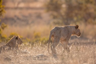 Güney Afrika 'daki Kruger Ulusal Parkı' nda arka planda yürüyen Afrika aslanı Felidae familyasından Specie Panthera leo
