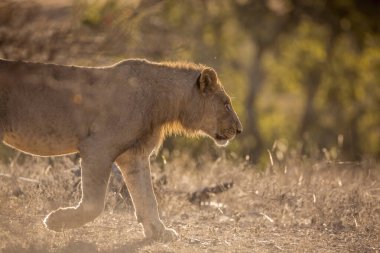Güney Afrika 'daki Kruger Ulusal Parkı' nda arka planda yürüyen genç Afrika aslanı Felidae 'deki Specie Panthera leo ailesine yakın durun.