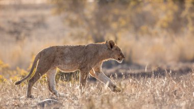 Güney Afrika 'daki Kruger Ulusal Parkı' nda arka planda yürüyen genç Afrika aslanı; Felidae 'deki Specie Panthera Leo ailesi