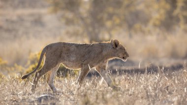 Güney Afrika 'daki Kruger Ulusal Parkı' nda arka planda yürüyen genç Afrika aslanı; Felidae 'deki Specie Panthera Leo ailesi
