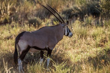 Güney Afrika antilobu, Güney Afrika 'daki Kgalagari sınır ötesi parkında sabah ışığında arka planda, Bovidae familyasından Specie Oryx gazella.