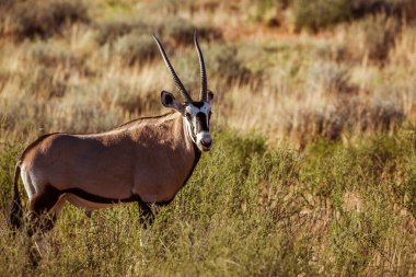 Güney Afrika antilobu Kgalagari sınır ötesi parkında, Bovidae familyasından Specie Oryx gazella
