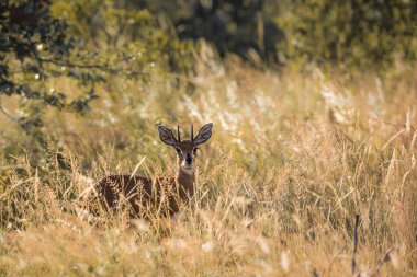 Güney Afrika 'daki Kruger Ulusal Parkı' nda arka bahçedeki Steenbok; Bovidae ailesinden Specie Raphicerus Campestris